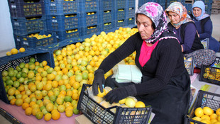 Narenciyede teşvik primi beklentisi