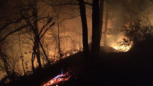 Ordu'da orman yangını