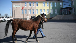 Otistik çocukların çalınan atı Hazal bulundu