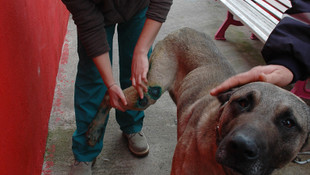 Otomobile bağlanarak sürüklenen köpek barınağa alındı