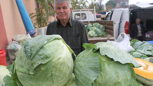 Pazardaki 10 kiloluk lahanalara ilgi