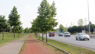 Sakarya'da 2 bin 300 çınar fidanı toprakla buluştu