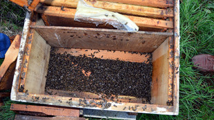 Sakarya'da 60 bin arının zehirlendiği iddiası