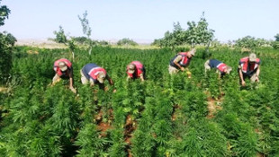 Diyarbakırda 8,5 ton esrar ele geçirildi