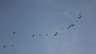 Seyfe Gölü Kuş Cenneti'nin yönetim planı revize edildi