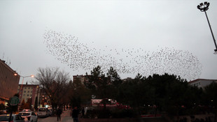 Sığırcıklardan görsel şölen