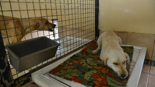 Sokak hayvanlarına ısıtıcılı koruma