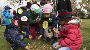 TBMM'de palamut toplama şenliği