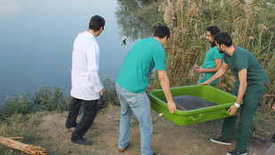 Tedavi edilen Nil kaplumbağası suya bırakıldı