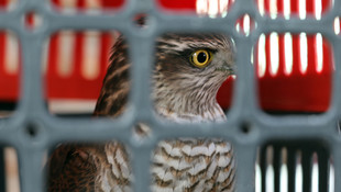 Tedavisi yapılan atmaca doğaya bırakıldı