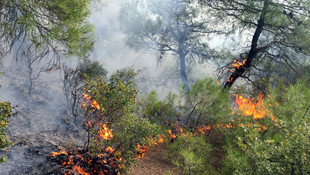 Tokat'taki orman yangını