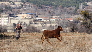 Törenden kaçan boğa 4 saatte yakalanabildi