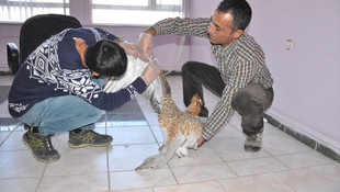 Tunceli'de yaralı toy kuşu bulundu
