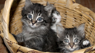 Van kedisi, annesiz kalan yavruları emziriyor