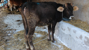 Yaralı halde bulduğu büyükbaşa sahip çıktı