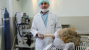 Yaralı toy kuşu Elazığ'da tedavi altına alındı