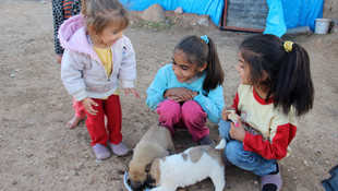 Yaşam mücadelerine köpek yavrularını da dahil ettiler