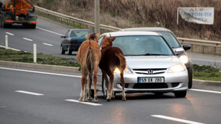 Yola çıkan atlar sürücülere zor anlar yaşattı
