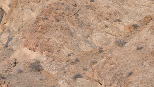 Artvin'de yaban keçisi envanteri çıkarıldı