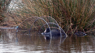 Balıkçı ağlarına takılan sakarmeke kurtarıldı