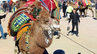 Balıkesir’de davul ve zurnasız deve güreşi festivali