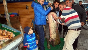 Baraj gölünde 81 kiloluk yayın balığı yakalandı