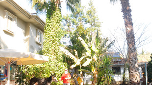 Barınaktan sahiplendiği eşeğe villasının bahçesinde bakıyor