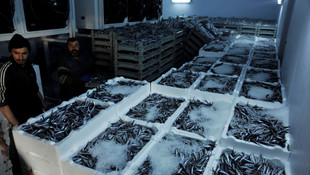 Batı Karadeniz'de bir haftada 2,8 bin ton hamsi avlandı