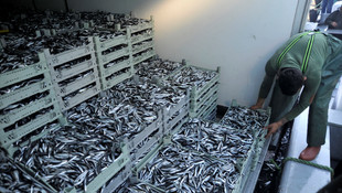 Batı Karadeniz'de hamsi bolluğu