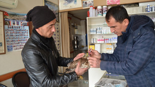 Baygın halde bulunan yavru kızıl şahin tedavi edildi