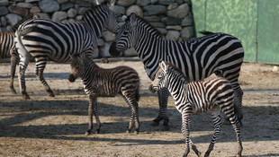Bursa Hayvanat Bahçesinde doğum mutluluğu