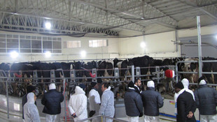 Burundi'de hayvancılık TİKA ile canlanıyor