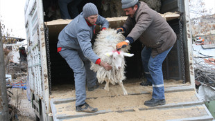 Büyükşehir Belediyesinden genç çobana keçi desteği