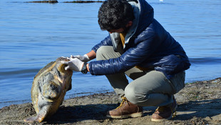 Çanakkale'de ölü caretta caretta sahile vurdu