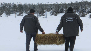 Çankırı'da yaban hayvanları için yemleme çalışması