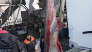 Çinekopa ağ atan balıkçılar köpek balığı yakaladı