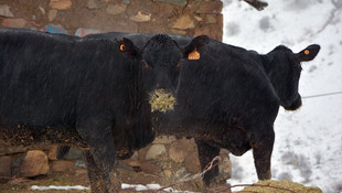 Dağa kaçan anguslar aranıyor