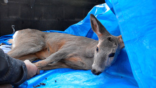 Dereye düşen karaca kurtarıldı