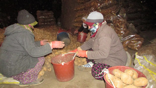 Doğal depolarda saklanan lezzet Sandıklı patatesi