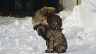 Doğu Anadolu'da dondurucu soğuklar