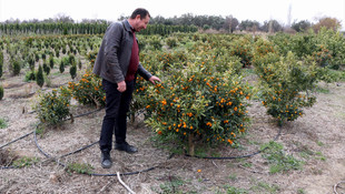 Edremit'te yılda 1 milyon zeytin fidanı üretiliyor