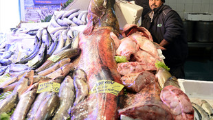 Eskişehir'de 142 kiloluk yayın balığı yakalandı