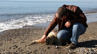 Fethiye'de ölü caretta caretta sahile vurdu
