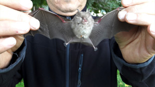 Fethiye'de yarasa satan kişiye 3 bin 731 lira ceza