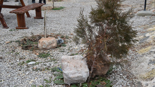 Fırat Kalkanı Harekatı