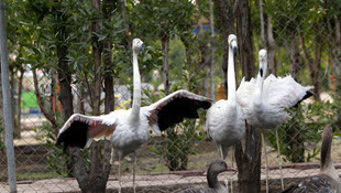 Flamingoların Irak'taki acı akıbeti