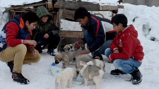Harçlıklarını sokak köpekleri için harcıyorlar