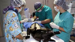 Hayvan sevgisi sınır tanımadı