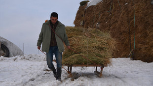 Hayvanlarının yemini karın altından çıkarıyorlar