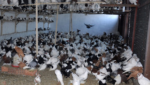 İcradan satılık 2 bin güvercin